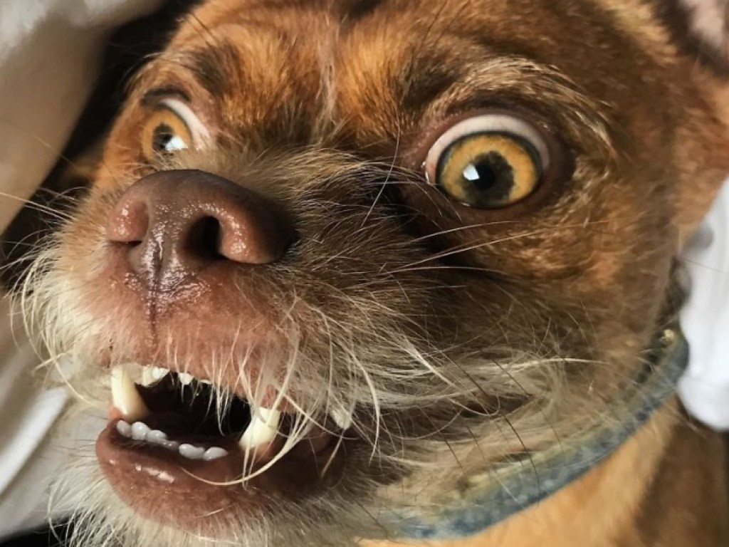 В Instagram показали собаку с человеческим лицом (ФОТО)