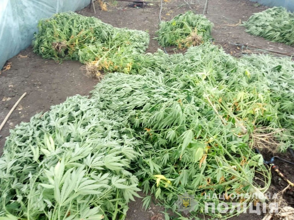 В Запорожской области выявили огромные плантации наркотического мака и конопли (ФОТО)