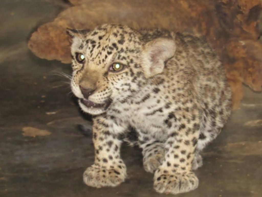 В зоопарке Николаева показали подросших детенышей ягуара (ФОТО)