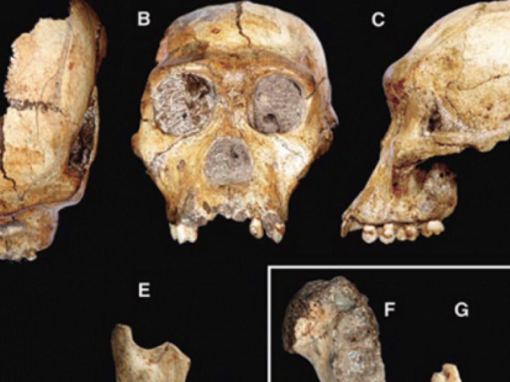Найдены  останки ранее неизвестного вида прародителя человека (ФОТО)
