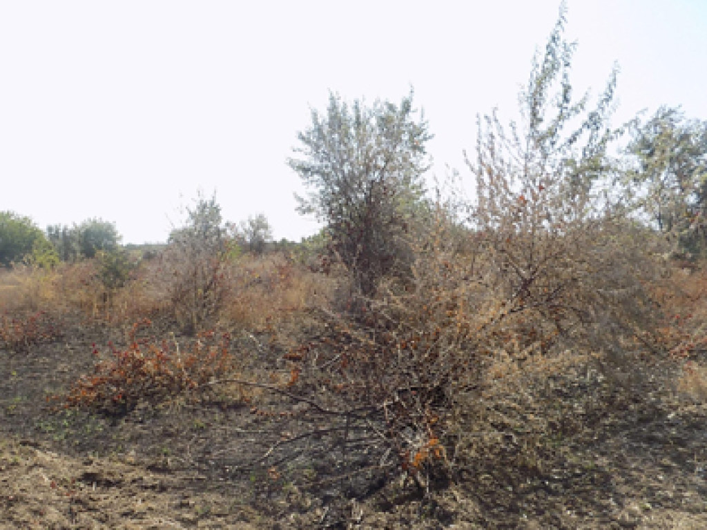 Пожар на виноградниках на Одесчине: Полиция не увидела следов поджога, кусты не пострадали