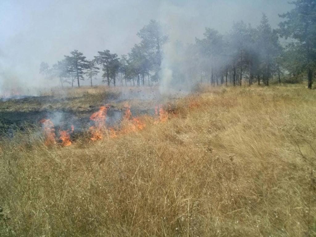На Николаевщине горели 3 гектара лесного массива (ФОТО)