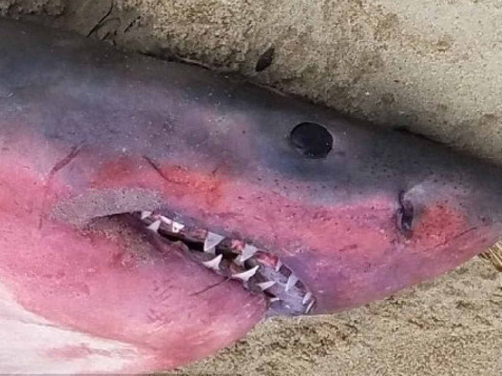 Ученые в шоке: Акулу-людоеда с красным брюхом вынесло на пляж (ФОТО)