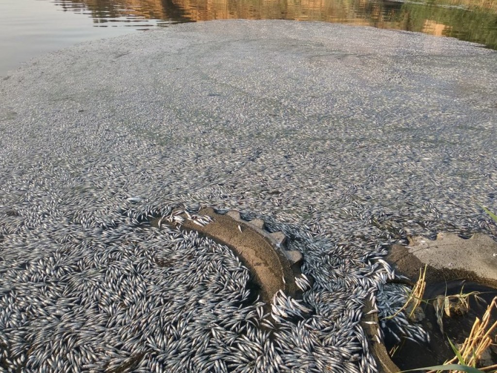 Рыбаки показали последствия массового мора рыбы на Николаевщине (ФОТО, ВИДЕО)