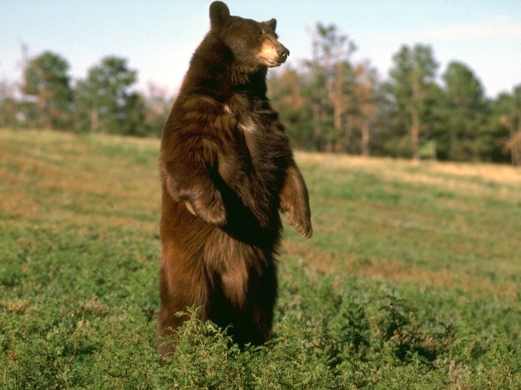 Потерялся медведь: в РФ ищут хищника с канистрой на голове (ВИДЕО)