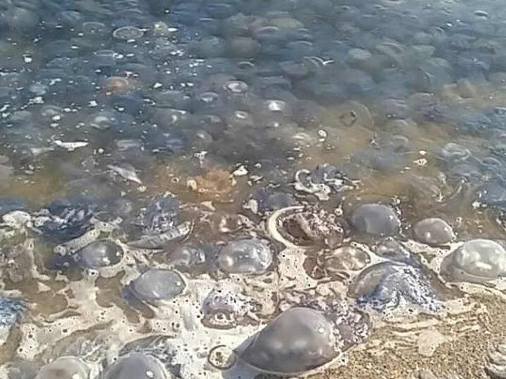 Медузы облюбовали пляж в Херсонской области: в воду просто так не зайти (ФОТО)