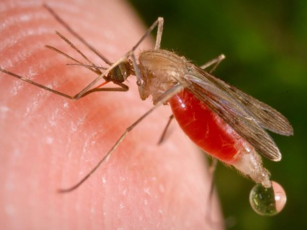 У местного жителя Кропивницкого обнаружили малярию