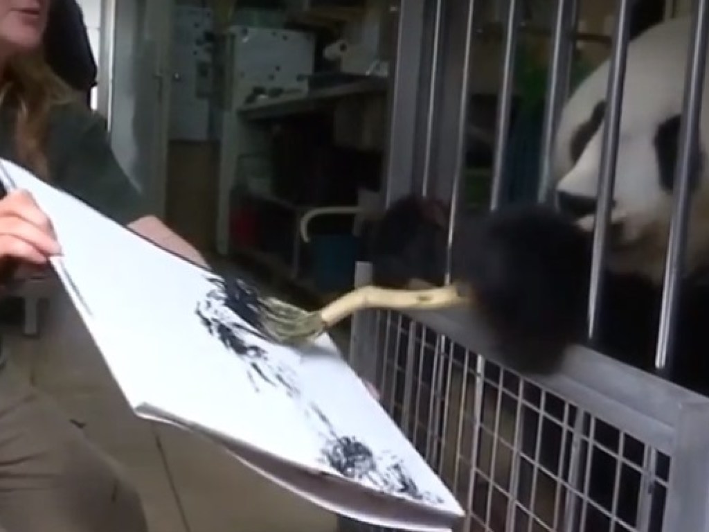 500 долларов за штуку: В зоопарке Вены панда рисует картины (ФОТО, ВИДЕО