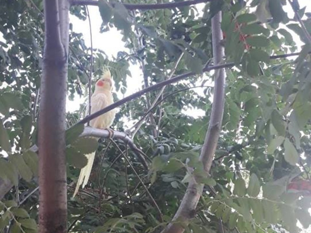 В Харькове у метро нашли на дереве попугая-кореллу (ФОТО) 