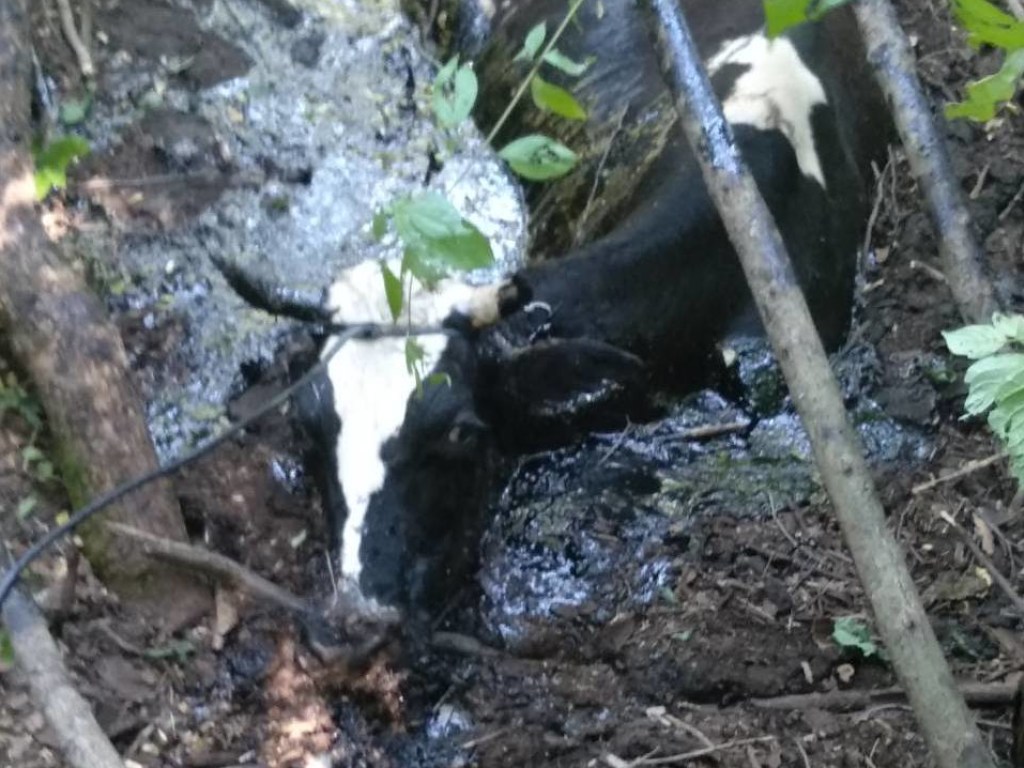 На Кировоградщине корова упала в яму со смолой (ФОТО)