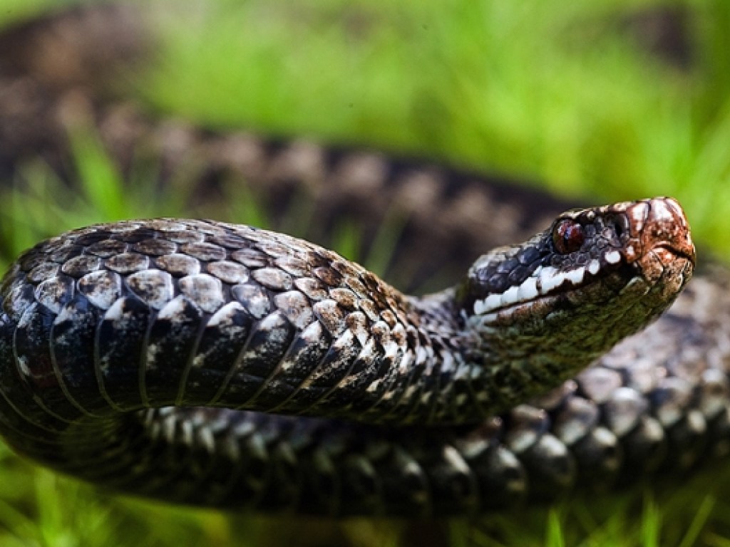 В Житомирской области змеи активно нападают на людей