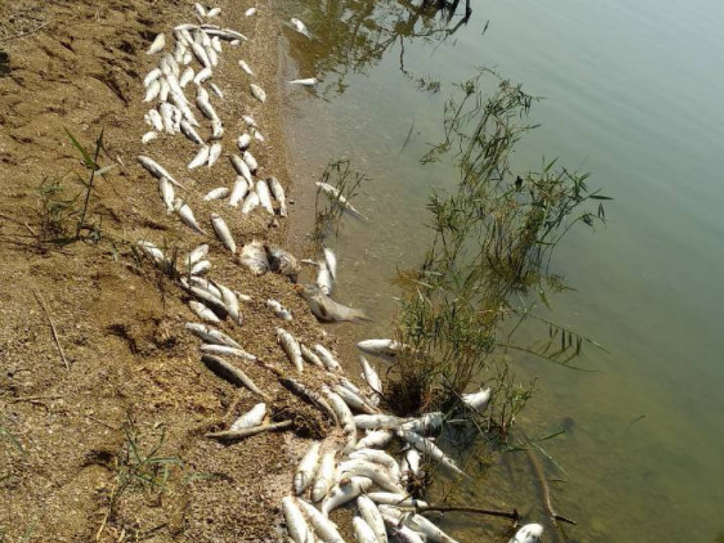 На Хаджибейском лимане массово гибнет рыба (ФОТО)