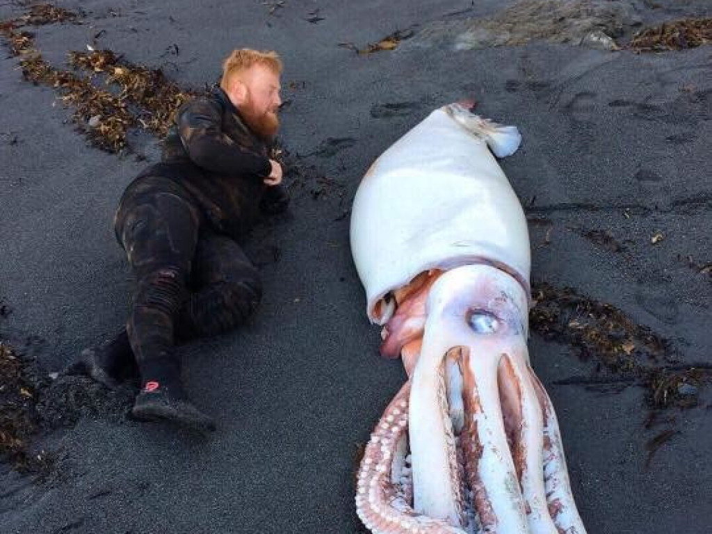 На берег Новой Зеландии выбросило чудовище со щупальцами (ФОТО)