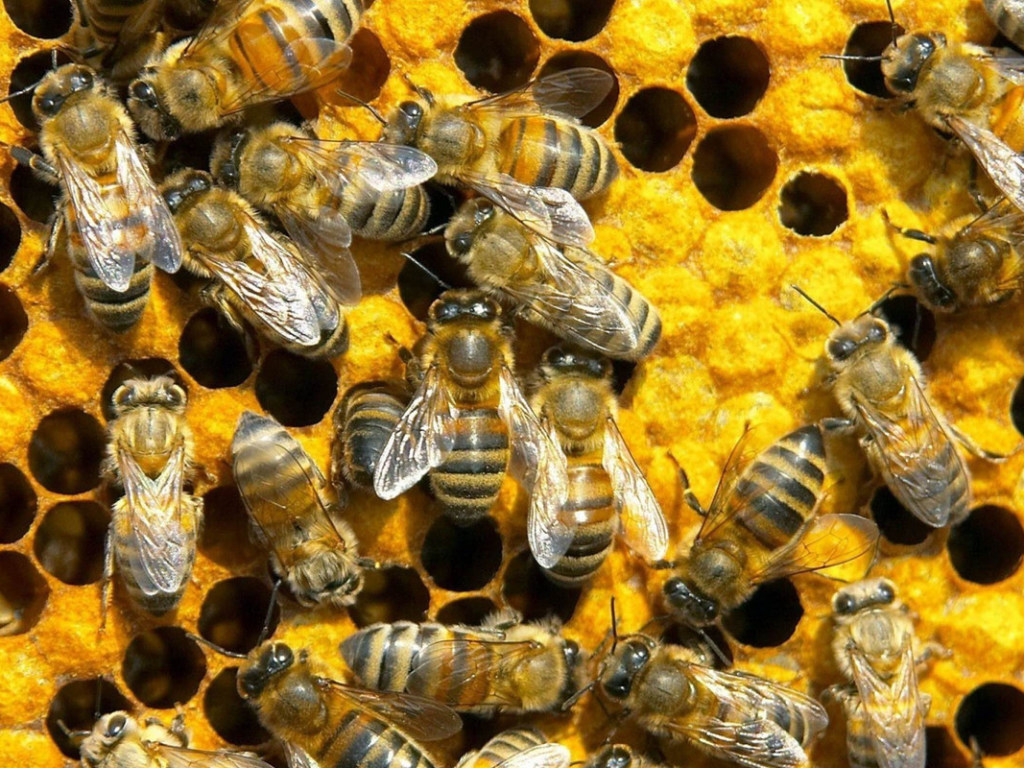 В центре Нью-Йорка палатку с хот-догами атаковал 20-тысячный рой пчёл (ВИДЕО)