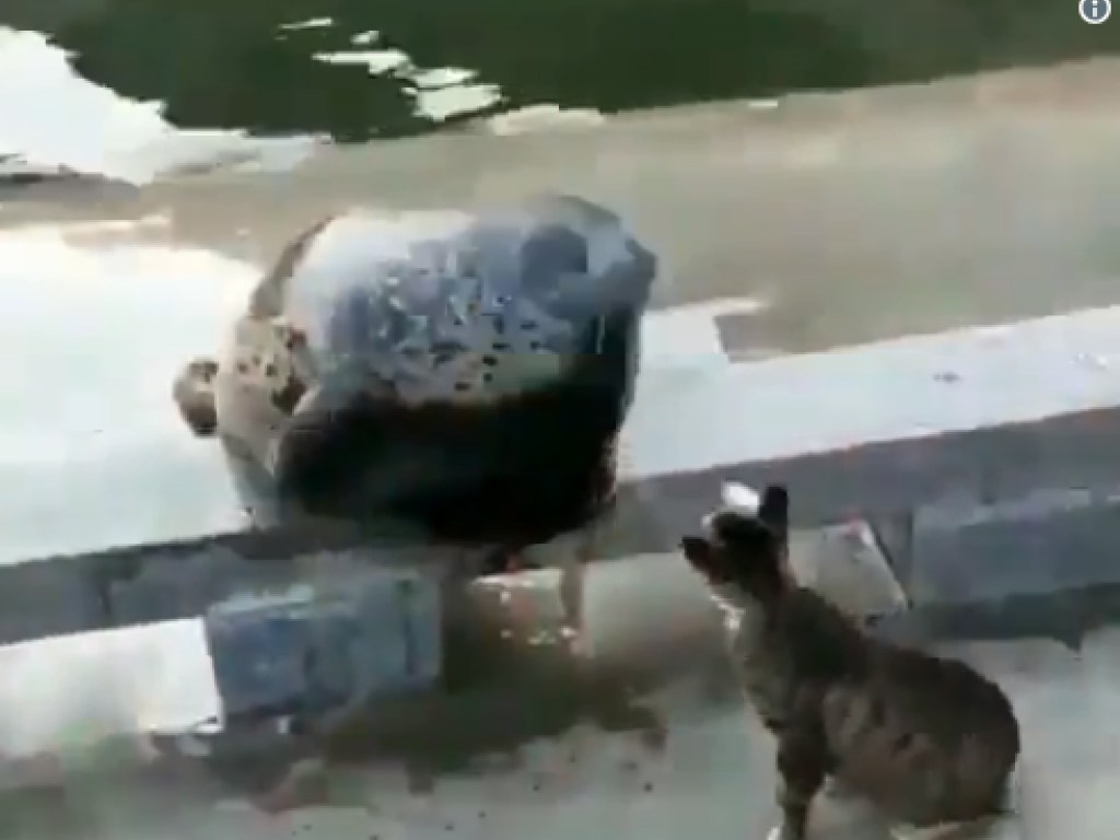 Смелый кот отправил в «нокаут» тюленя двумя ударами лапы (ВИДЕО)