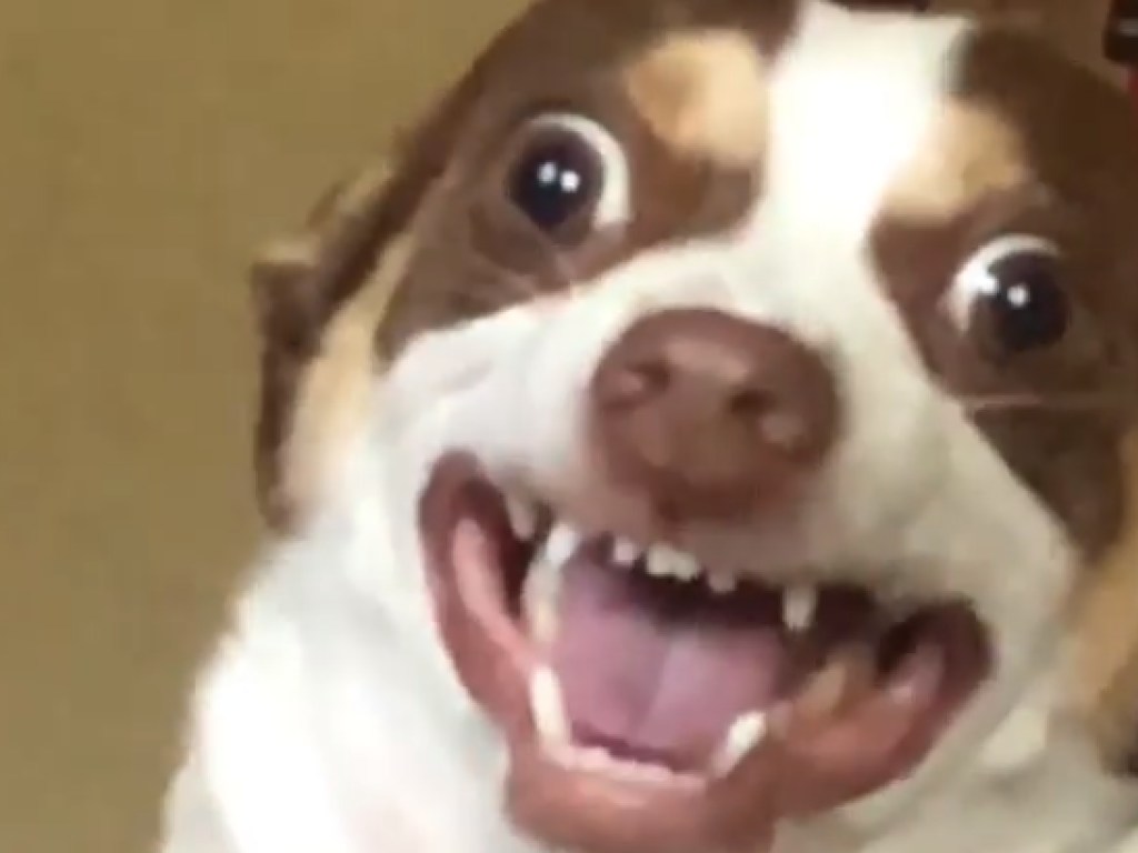 Недовольный пес: реакция собаки на объятия сделала его звездой Сети (ВИДЕО)
