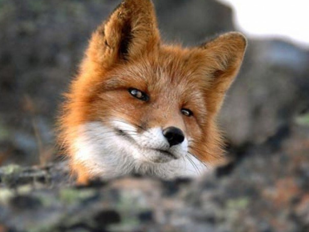 Множество гематом: В Городском саду Кременчуга жестоко убили лиса (ВИДЕО)