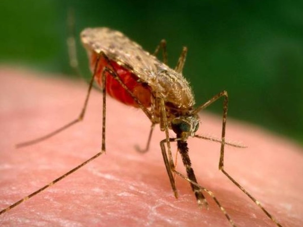 В Харькове заболел малярией студент из Нигерии