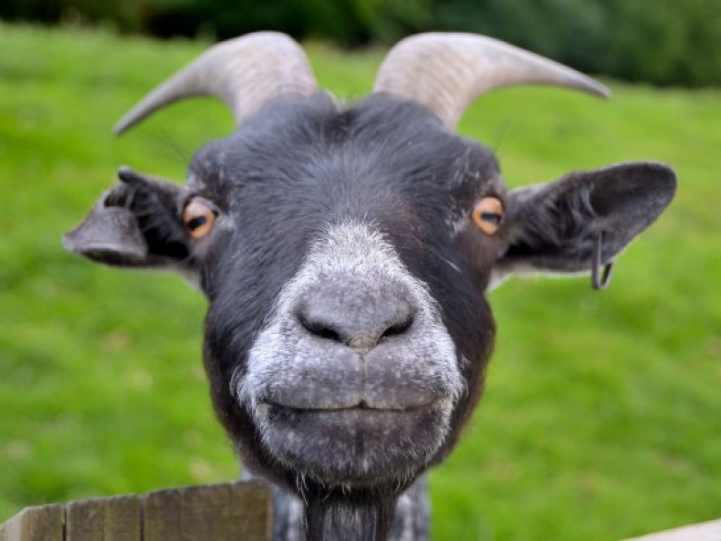 Ученые выявили у коз невероятные способности