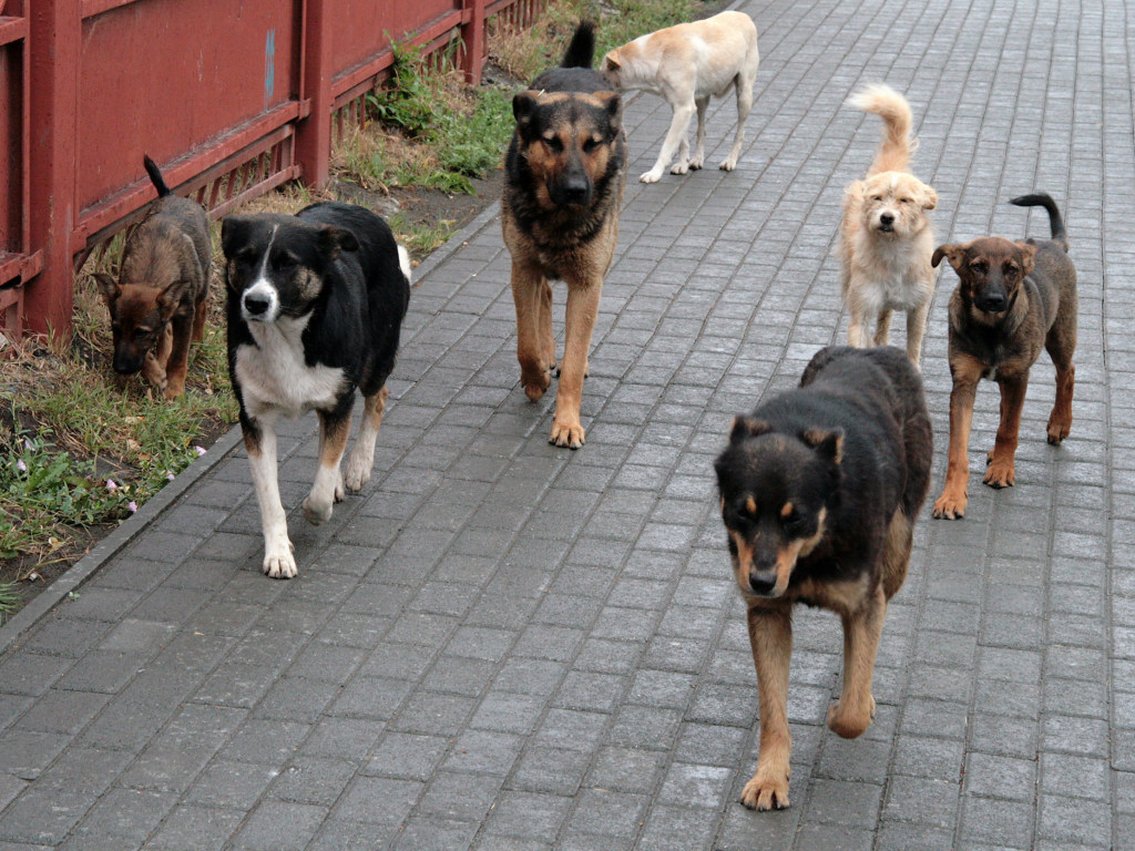 Под Киевом женщину искусала стая бродячих собак  