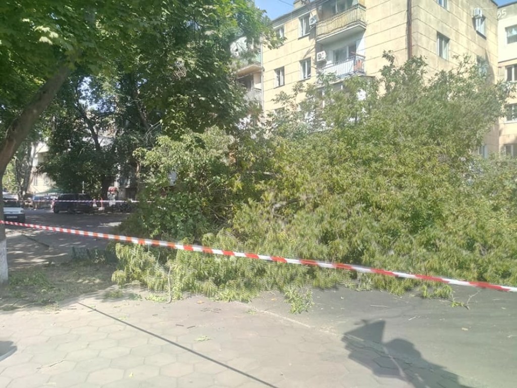 В Одессе рухнуло огромное дерево: перекрыта улица (ФОТО)