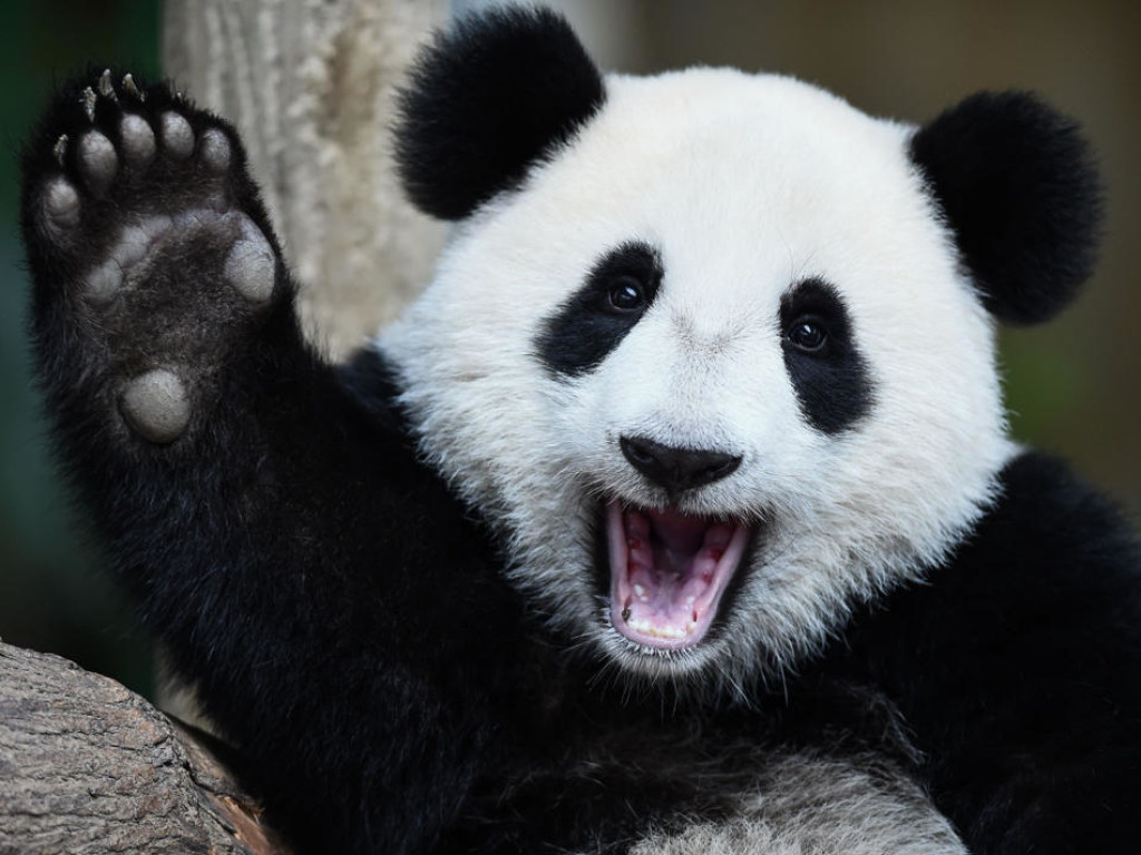 Проучила за шалости: Мама-панда грубо стащила детеныша с дерева (ВИДЕО)