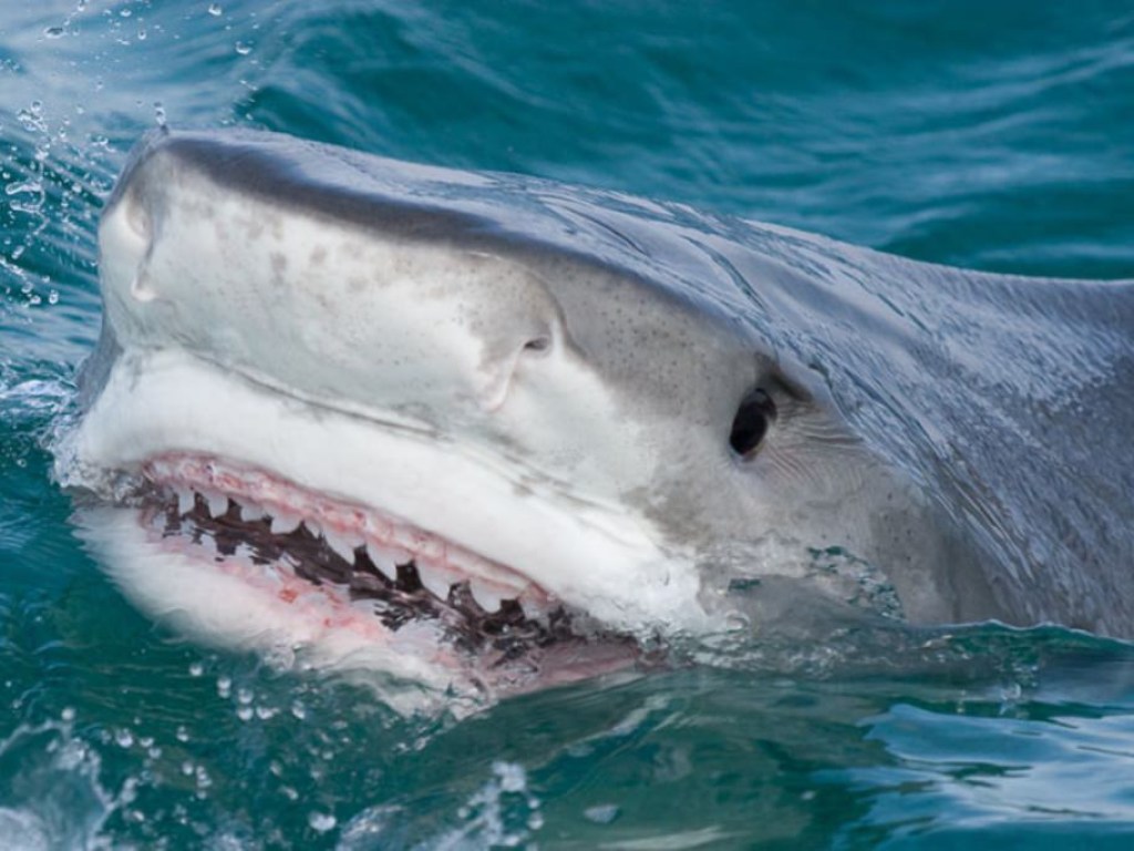 На Филиппинах турист чуть не попал в пасть тигровой акулы (ВИДЕО)