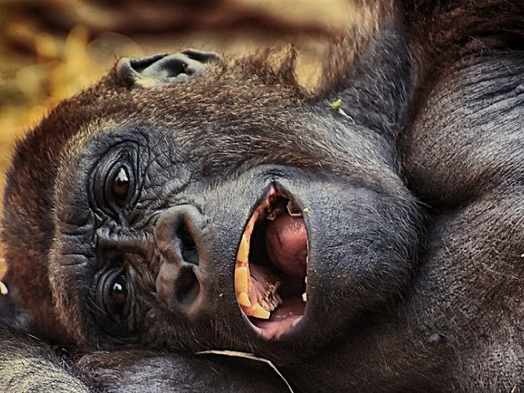 Скорбящая обезьяна-мать с мертворожденным детенышем  растрогала сеть (ФОТО)