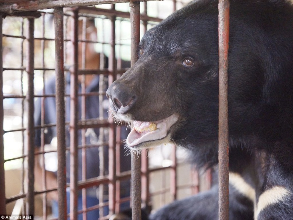Пять гималайских медведей 20 лет держали в ржавой клетке ради желчи (ФОТО, ВИДЕО)