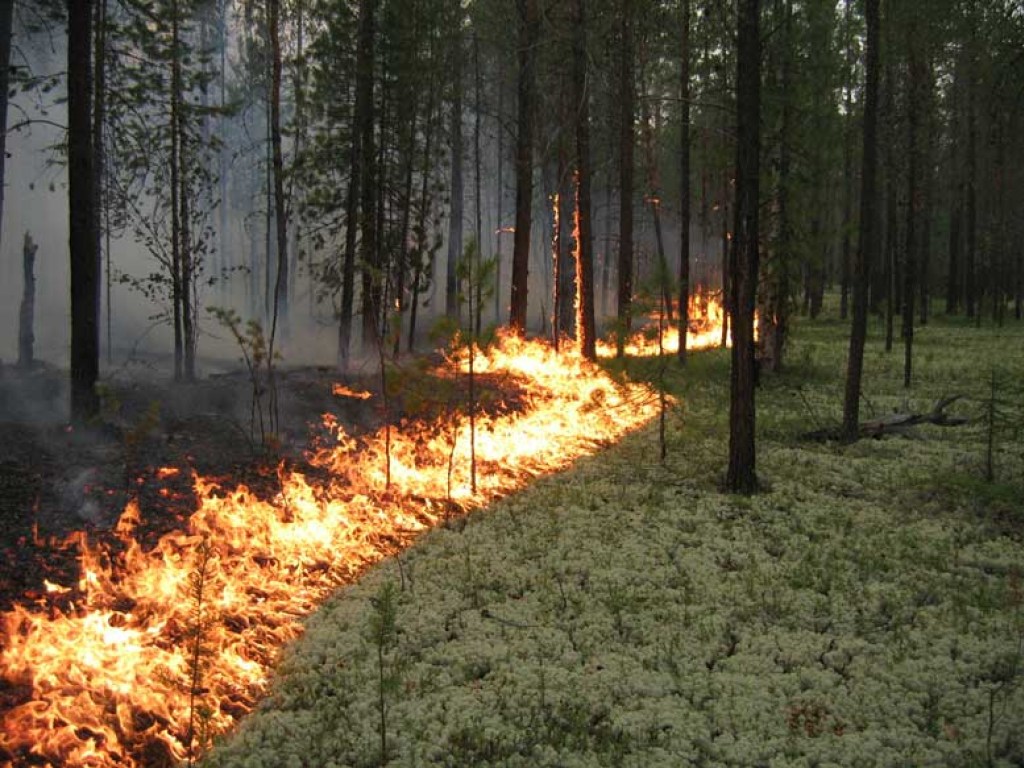 140 человек,тушат масштабный лесной пожар на Харьковщине