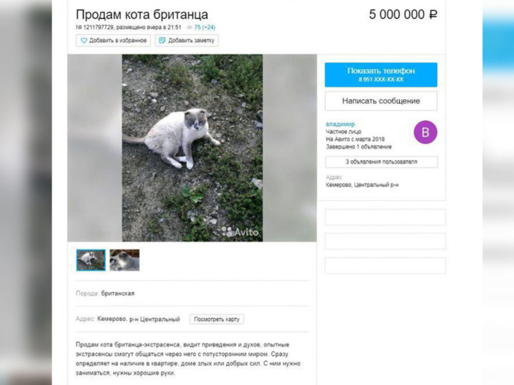 «Видит привидения и духов»: Россиянин продаёт кота-экстрасенса за 5 миллионов (ФОТО)