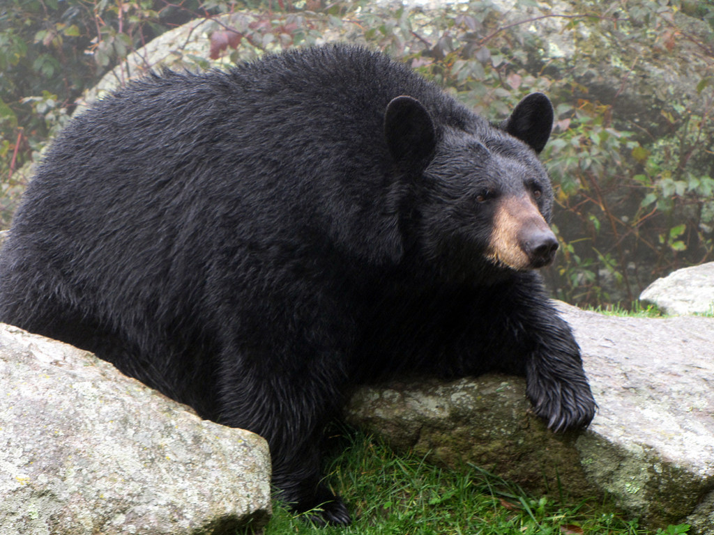 Наглый медведь обнаружил новый способ развлечься и залез в гамак (ВИДЕО)