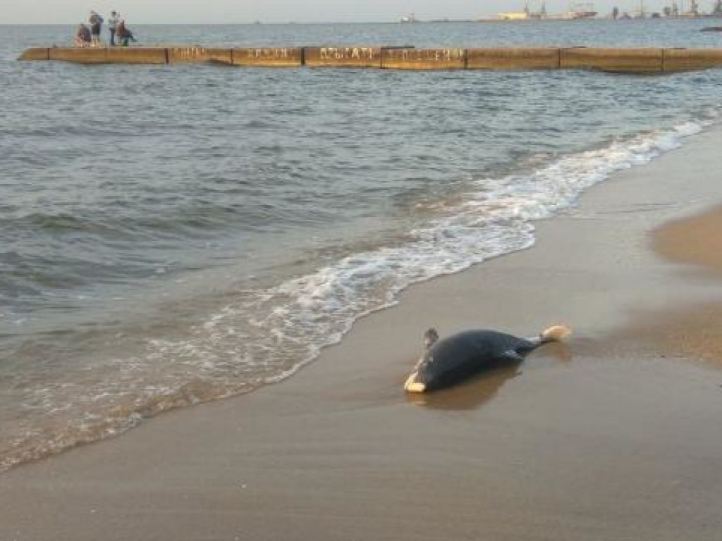 В Мариуполе на берегу обнаружили мертвого дельфина (ФОТО)