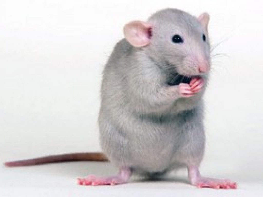 «Танцующие» крысы озадачили пользователей YouTube (ВИДЕО)