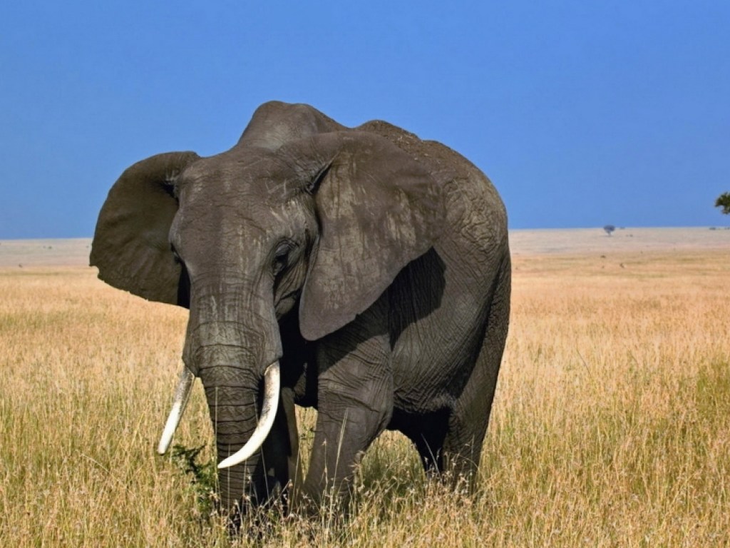 Ради бивней на юге Африки убили 87 слонов
