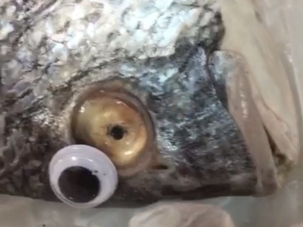 Продавец приклеивал глаза рыбам, чтобы те казались живыми (ФОТО)