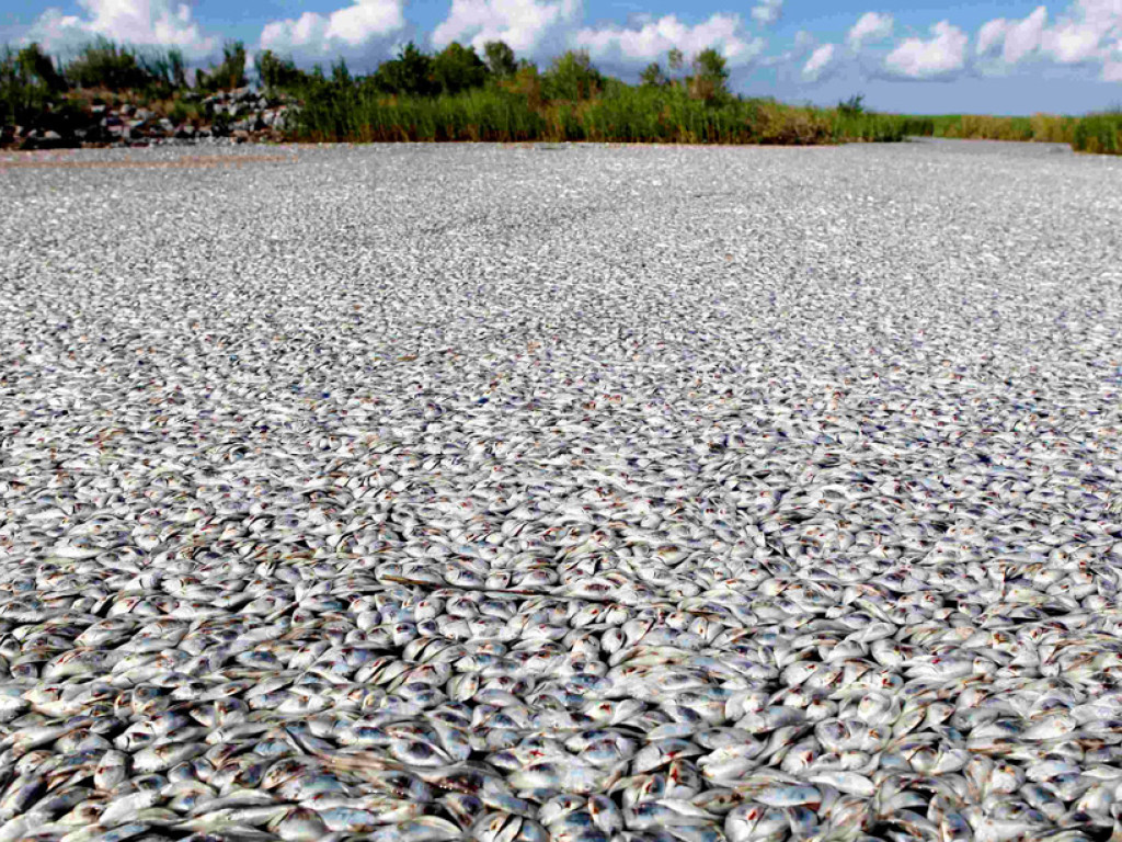 На реке Южный Буг в Винницкой области начался массовый мор рыбы (ВИДЕО)