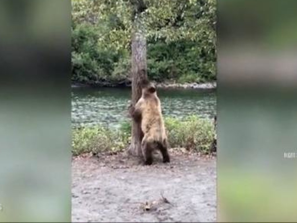 Медведь «станцевал» тверк и стал звездой Youtube (ВИДЕО)