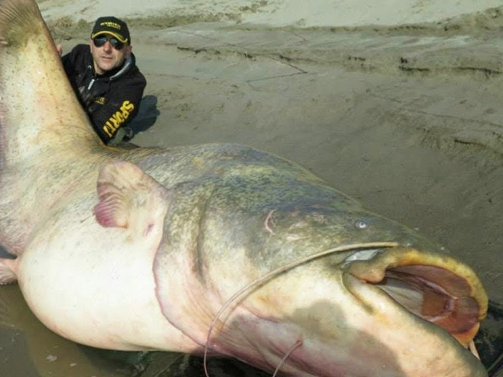 На Киевщине купальщики обнаружили гигантского сома, размером с человека (ВИДЕО)