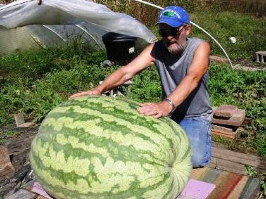 Житель Херсонщины сумел вырастить арбуз весом в 119 кг (ФОТО)