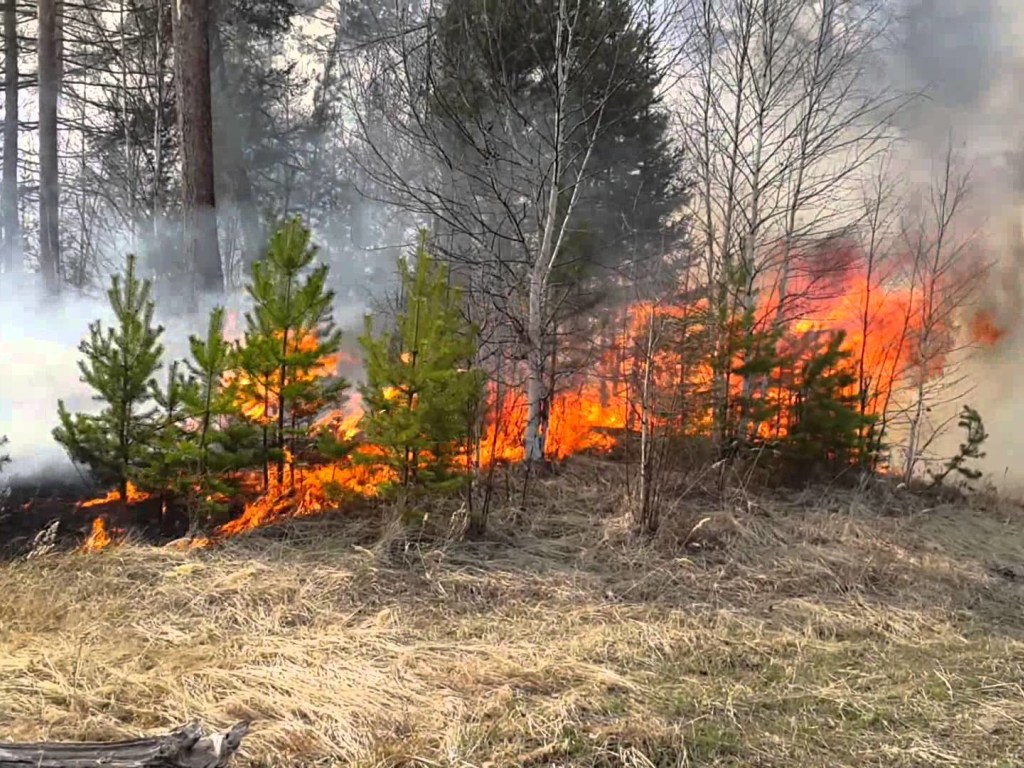 Под Харьковом масштабное  возгорание леса: задействована авиация