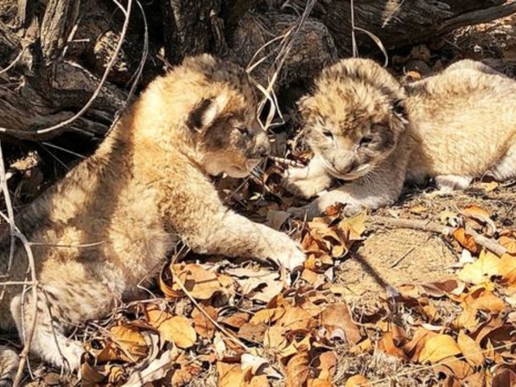 В ЮАР родились первые в мире львята «из пробирки» (ФОТО) 