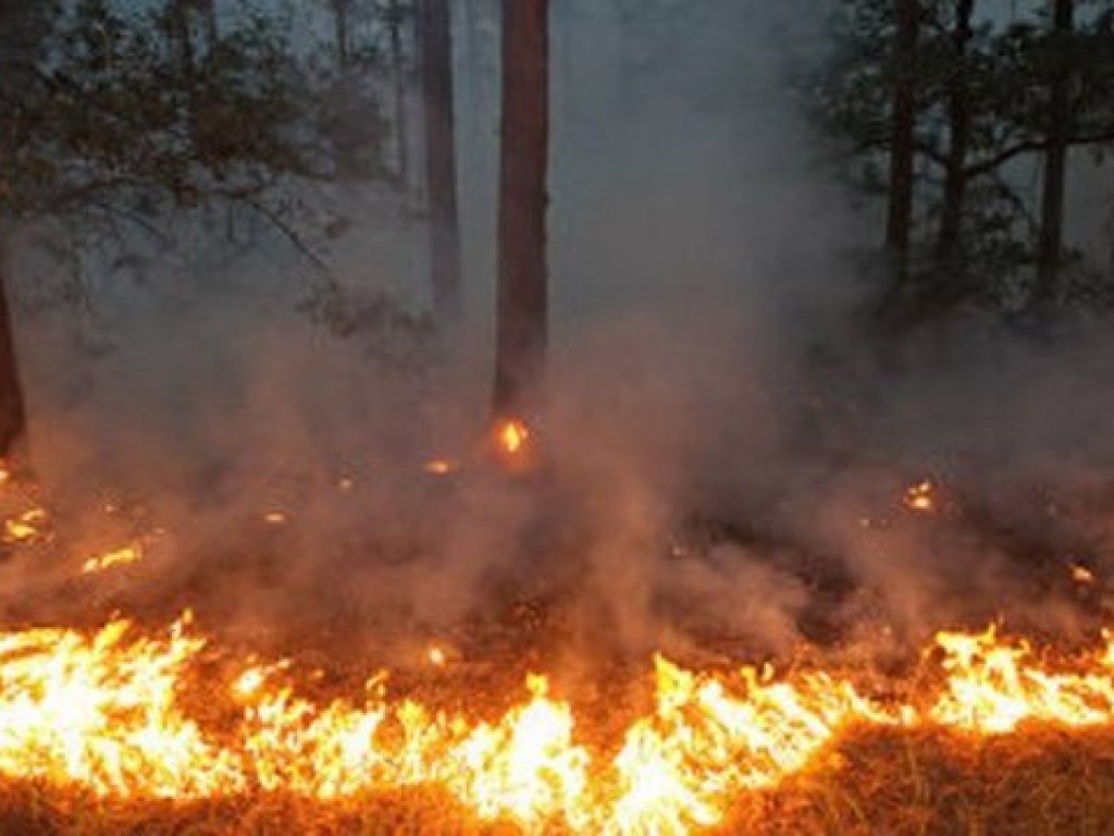На Луганщине третьи сутки бушуют лесные пожары