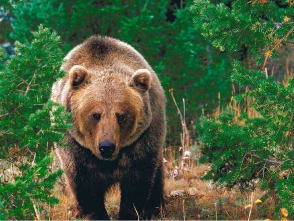 Целебная жидкость: в слюне медведя нашли антибиотики