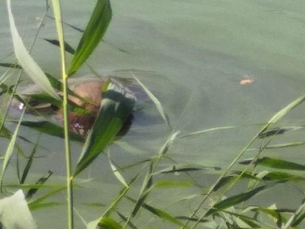 Утопленник в камышах: На набережной реки в Днепре обнаружили труп мужчины (ФОТО)