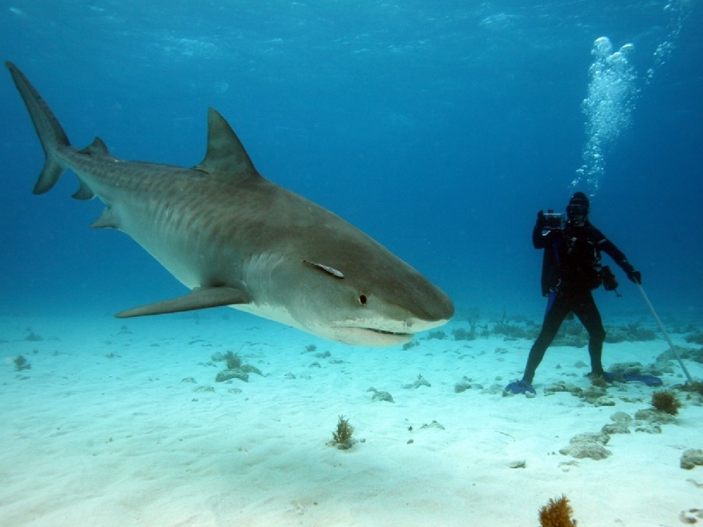На Багамских островах смелый дайвер ввёл тигровую акулу в транс (ВИДЕО)