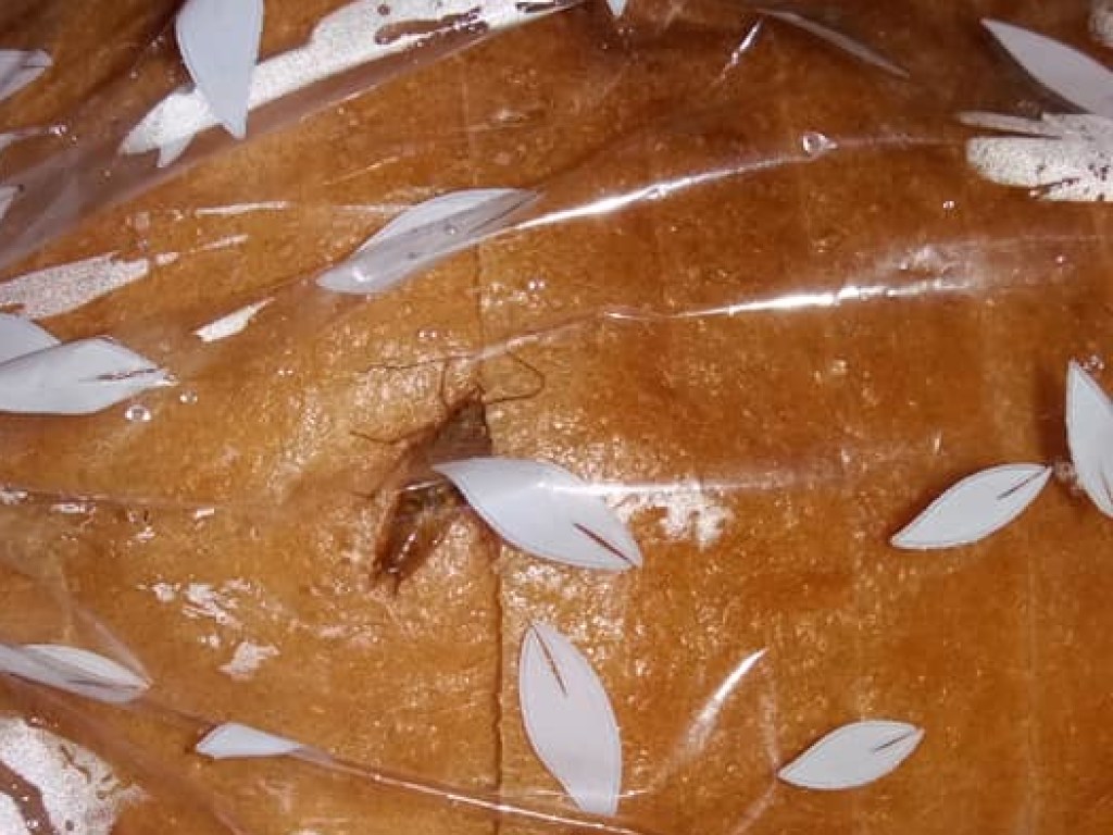 В Днепре женщина обнаружила таракана в пакете с хлебом (ФОТО)