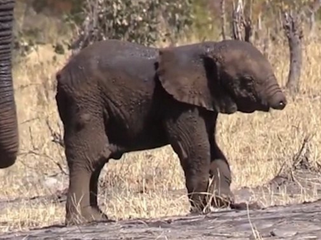 Откусил крокодил: В Африке нашли слоненка без хобота (ВИДЕО)