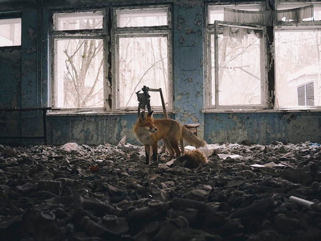 Фото лисы из Чернобыля стало фаворитом конкурса в Лондоне