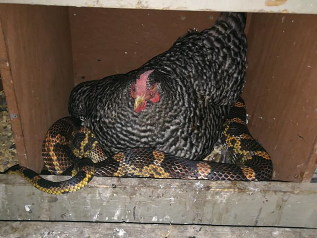 В Техасе курица живет вместе со змеей в одном курятнике